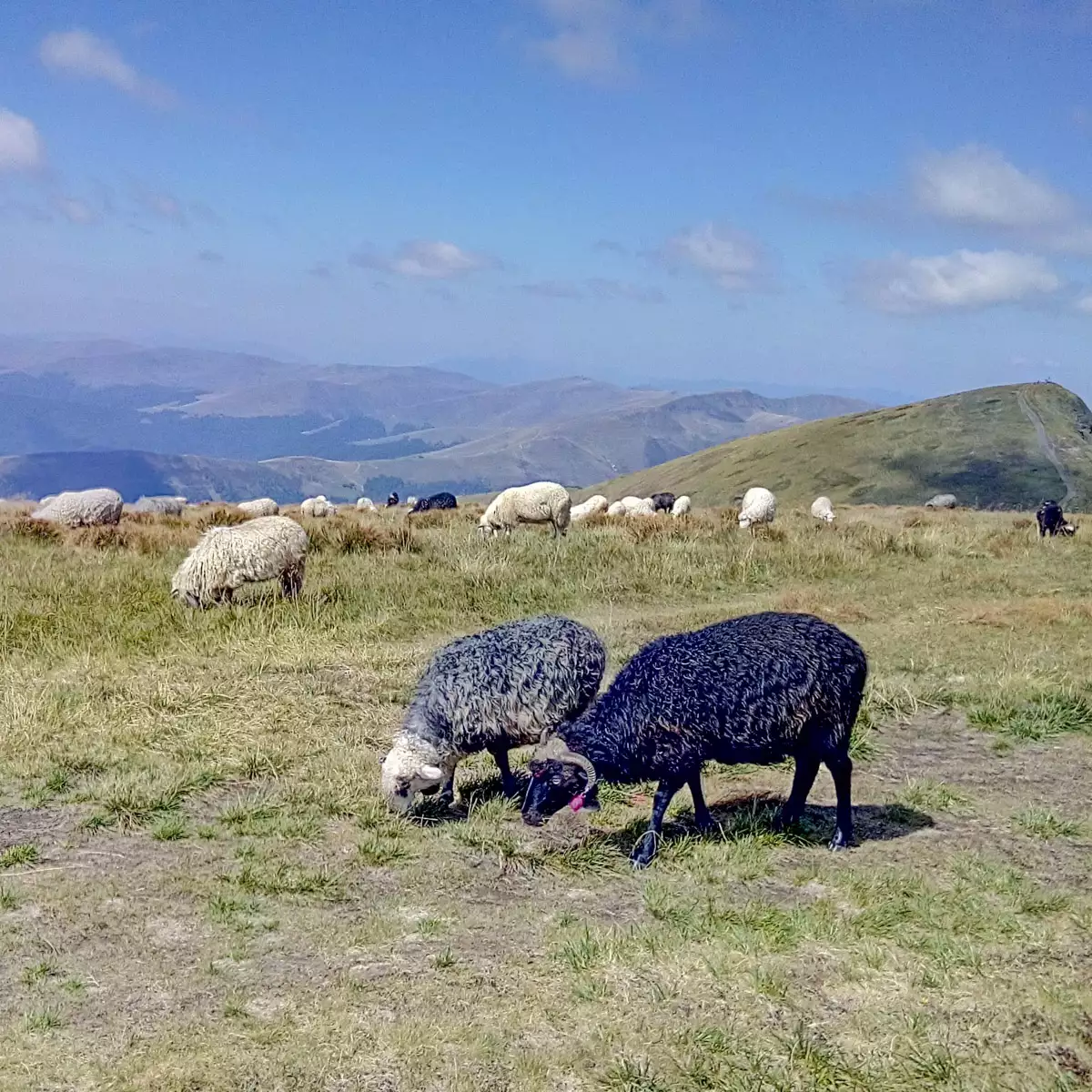 Гора Близниця