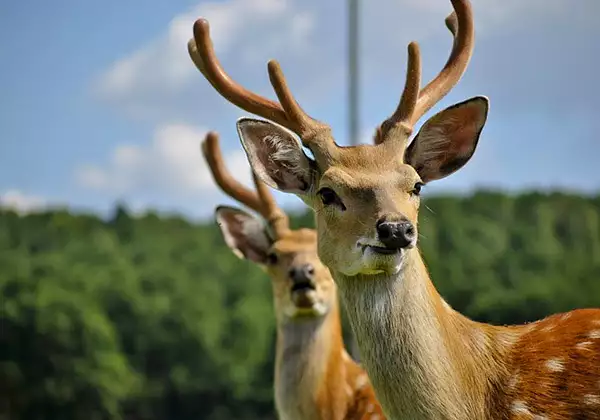 Екскурсія в Хуст "Термальні джерела, олені і сир"
